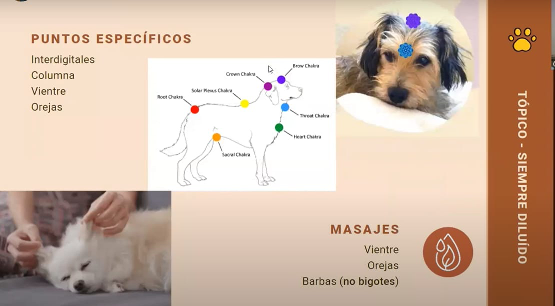 Animales-20260501.png